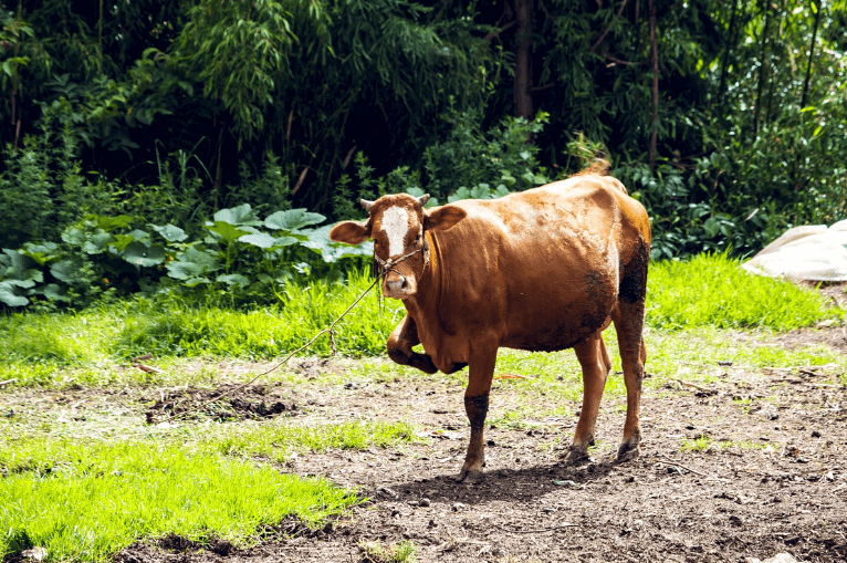 What year is 1961 in chinese zodiac-Ox:2025 Horoscope, Health
