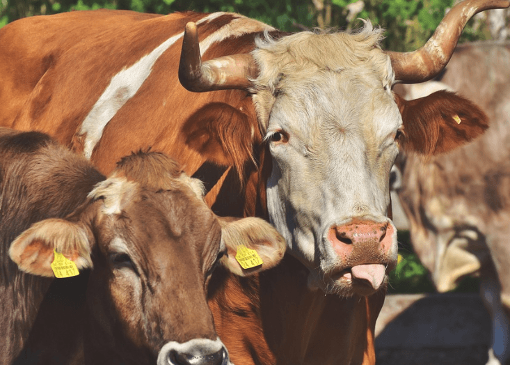 What year is 1961 in chinese zodiac-Ox:2025 Horoscope, Health