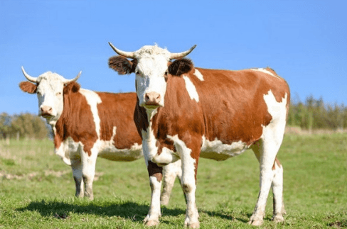 Year of 1997 chinese zodiac​-ox：2025 Horoscope, Health