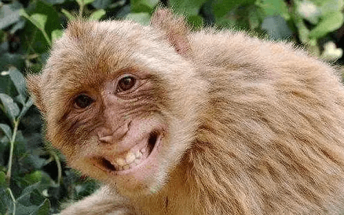 Chinese zodiac for year 2016-Monkey:2025 Horoscope, Health