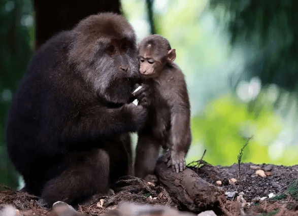 Chinese zodiac for year 2016-Monkey:2025 Horoscope, Health