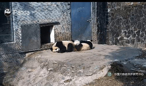 Chengdu Travel Guide : Pandas, Spicy Food & Tea Culture Secrets