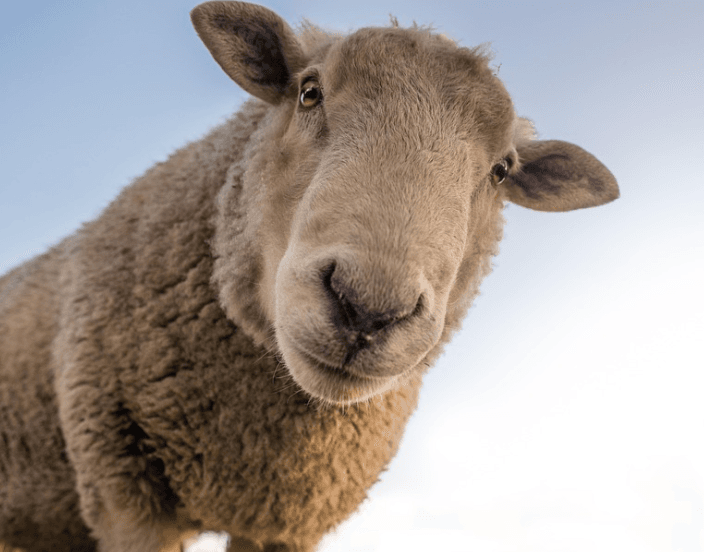 Chinese Zodiac Year 2015: Sheep's fortune in 2025