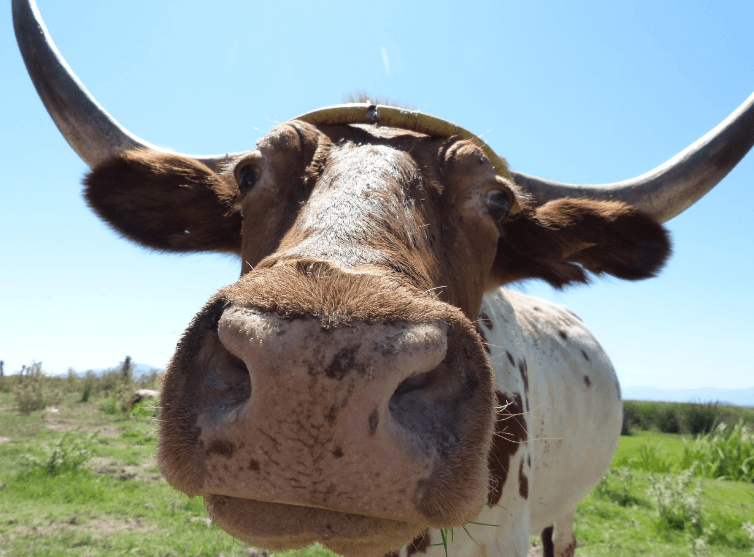 What year is 1961 in chinese zodiac-Ox:2025 Horoscope, Health