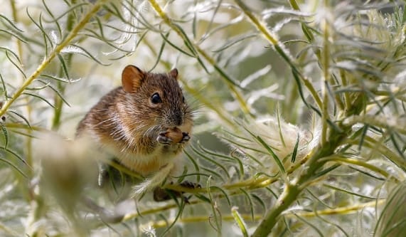 2025 Year of the Rat- 3 Things to Avoid & 2 Taboos for Stable Luck