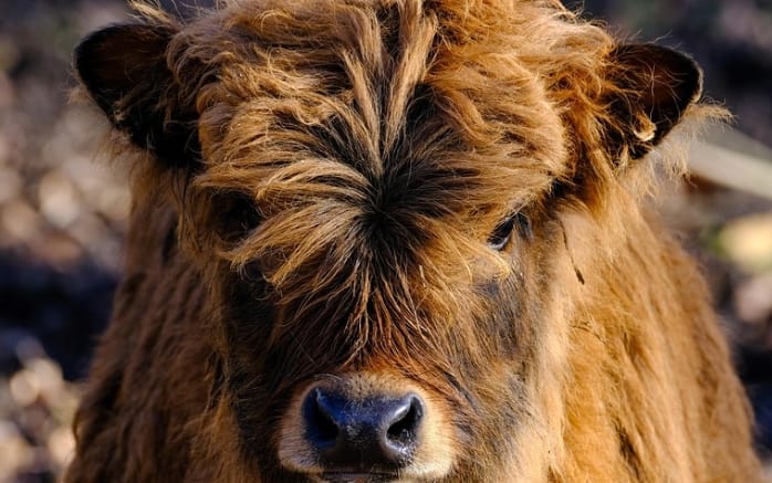 When Will 1997 Ox-Born People Get Married- Key Ages Revealed