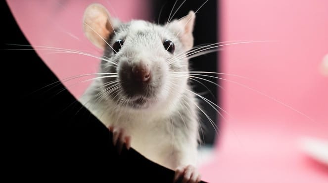 2025 Year of the Rat- 3 Things to Avoid & 2 Taboos for Stable Luck
