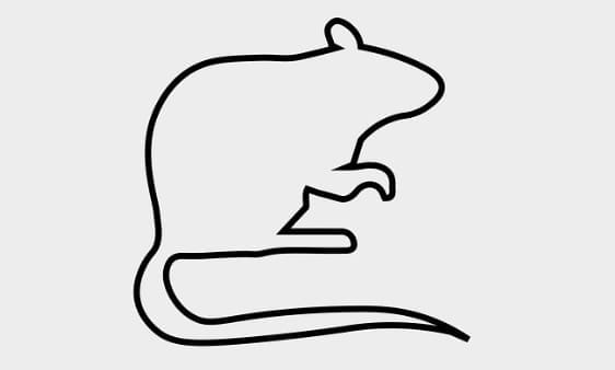 2025 Yearly & Monthly Forecast for Rats- Tips for a Smooth Year