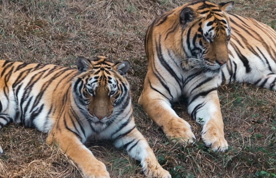 Career Pitfalls for People Born in the Year of the Tiger