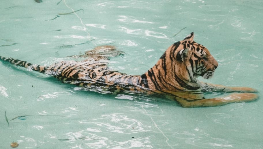 1986 Year of the Tiger- Keeping Turtles, Business & Fortune - Making Tips