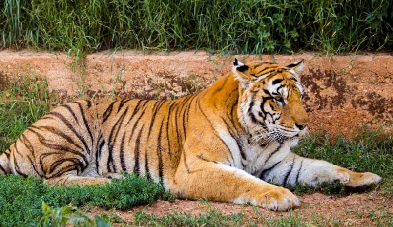 Best Marriage Partners for 1986 Tigers- Pig, Dog or Horse- 