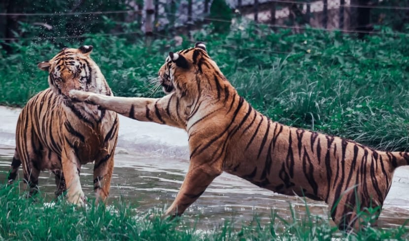 Best Matches for Tiger Men- Pig, Horse, Dog & Rabbit Women 