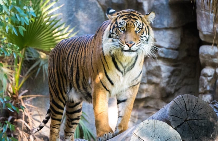 1998 Year of the Tiger- Fates, Best Partners & Insights 