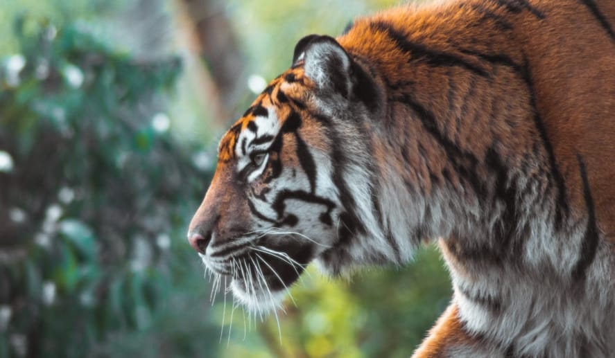 Women Born in the Year of the Tiger- Marriage Luck, Partners & True Love Time