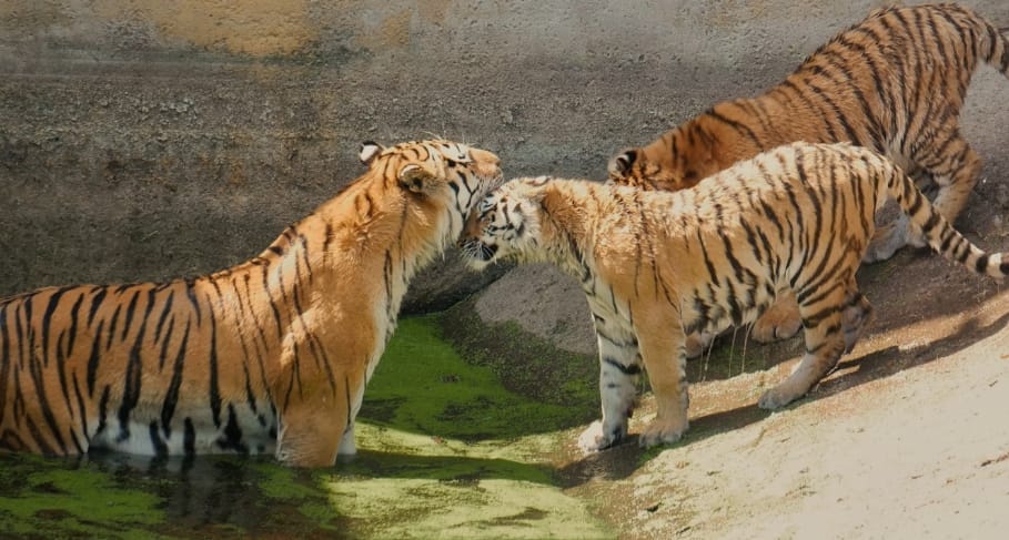 1986 Year of the Tiger- Keeping Turtles, Business & Fortune - Making Tips